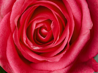 Fototapeta na wymiar Deep red rose close up. Red rose. Deep red rose. Red rose macro scene