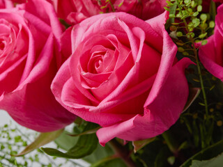 Deep red rose close up. Red rose. Deep red rose. Red rose macro scene