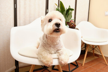 Dog Westie Highland White Terrier attentively observes what is happening lying on a chair