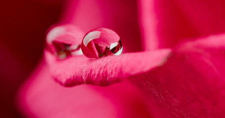 Deep red rose close up. Red rose. Deep red rose. Red rose macro scene