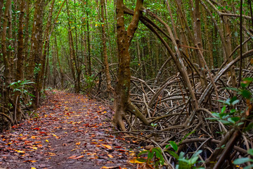 Mangrove Forest in Can Gio, Ho Chi Minh city, Viet Nam