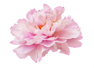 Isolated pink peony flower on white background