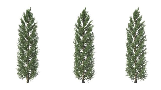 Isolated 3D realistic Tuscan Cypress tree on the wind, White background with transparent cut-out animation and alpha channel.