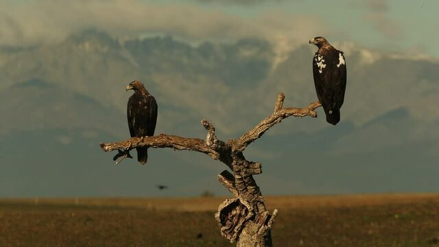 Five year old male and adult female Spanish Imperial Eagle on their favorite watchtower at first light of day