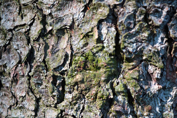 Selective focus. The texture of the bark of a tree in the forest.