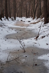 Winter forest landscape