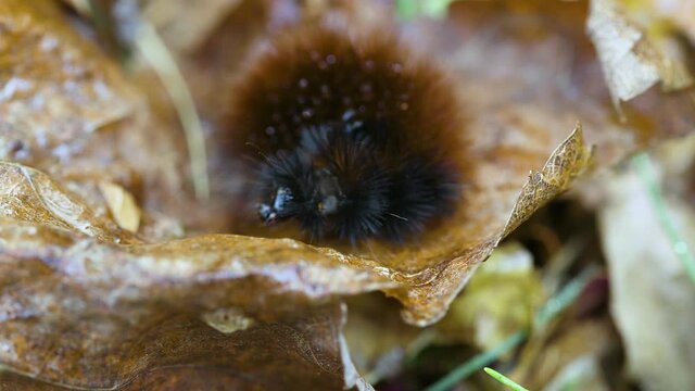 Woolly bear caterpillar on a wet, dead leaf during late autumn. Clip A