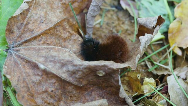 Woolly bear caterpillar crawling on a dead leaf in late autumn. Clip C