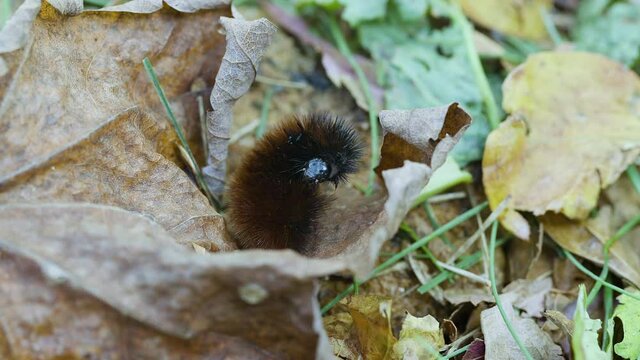 Woolly bear caterpillar crawling on a dead leaf in late autumn. Clip A