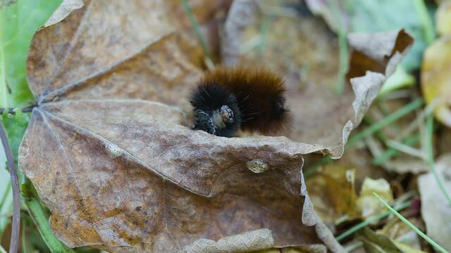 Woolly bear caterpillar crawling on a dead leaf in late autumn. Clip B