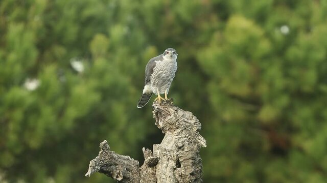 Red-eyed adult male Northern goshawk on his favorite hunting vantage point in an oak, pine and cork oak forest in the last light of evening