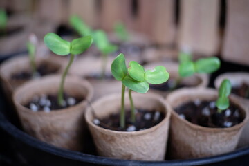 seedling in a pot