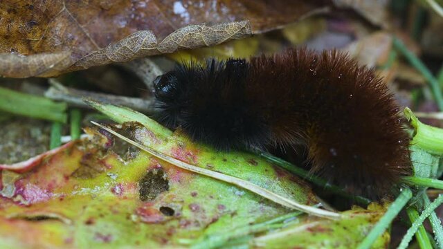Wet woolly bear caterpillar crawling around in a garden after an autumn rain. Clip A