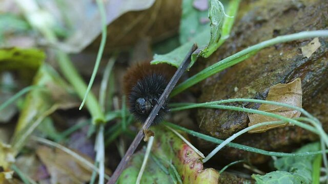 Woolly bear caterpillar looking for food and greens in late autumn. ClipB