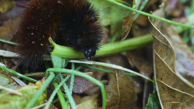 Wet woolly bear caterpillar crawling around in a garden after an autumn rain. Clip B