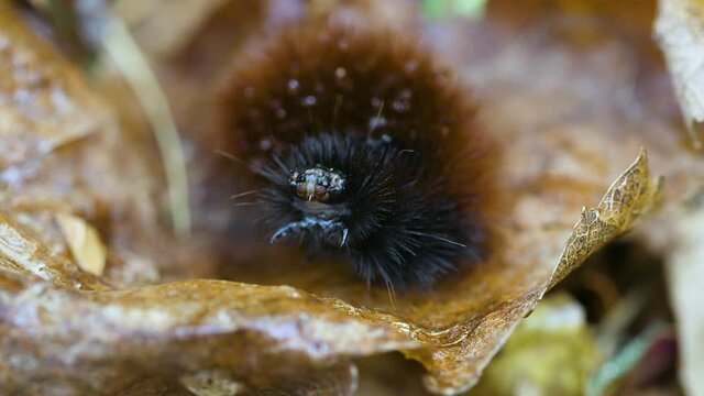 Woolly bear caterpillar on a wet, dead leaf during late autumn. Clip D
