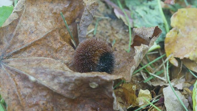 Woolly bear caterpillar getting rained on during autumn.