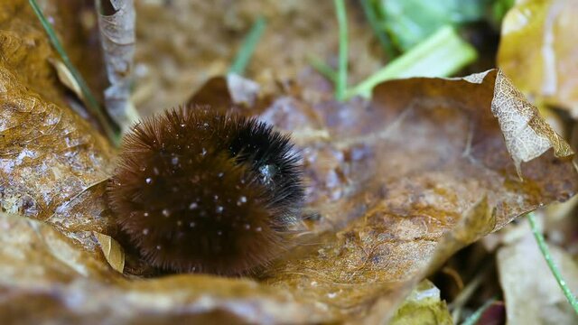 Woolly bear caterpillar on a wet, dead leaf during late autumn. Clip C