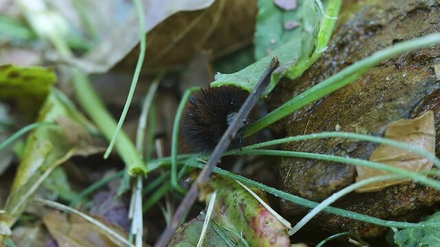 Woolly bear caterpillar looking for food and greens in late autumn. Clip A
