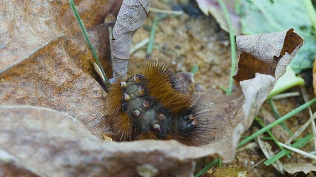 Woolly bear caterpillar crawling on a dead leaf in late autumn. Clip F