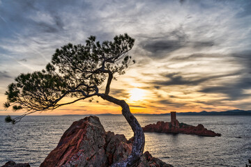 Landscape of a pine tree on a rock with the Ile D'or at sunset - Cap Dramout - French riviera - Cote D'azur - France.
