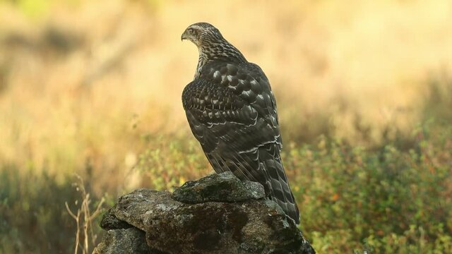 Young female Northern goshawk in an oak and pine forest in the last light of the afternoon