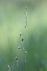 Toad rush, wild flowering plant from Finland