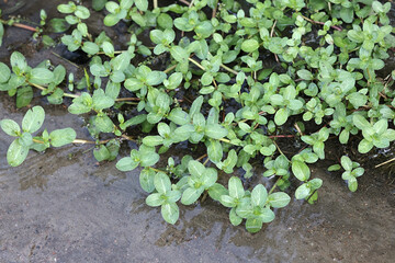European speedwell, also called brooklime, wild aquatic plant from Finland