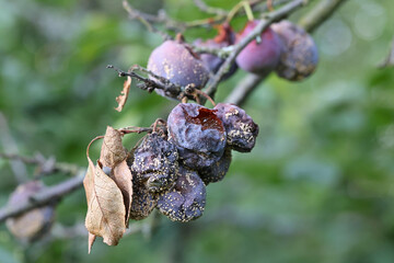 Mummification disease called brown rot or blossom blight disease on damson plums