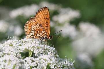 Heath fritillary feeding on cow parsley
