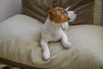 jack russell dog looks intently