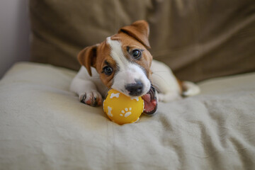Jack Russell dog playing with a small ball