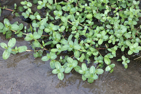 European speedwell, also called brooklime, wild aquatic plant from Finland