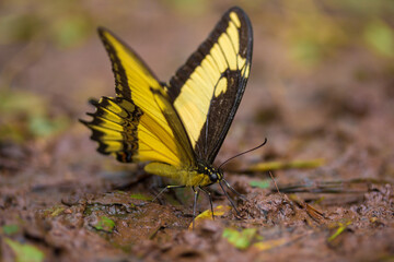 Many yellow and black pieridae butterflies gathering water on floor mud. Butterflies are feeding mineral in salt marsh in forest. Brazil. Iguasu falls
