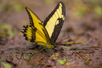 Fototapeta na wymiar Many yellow and black pieridae butterflies gathering water on floor mud. Butterflies are feeding mineral in salt marsh in forest. Brazil. Iguasu falls