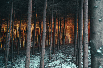 Światło słoneczne w gęstym lesie