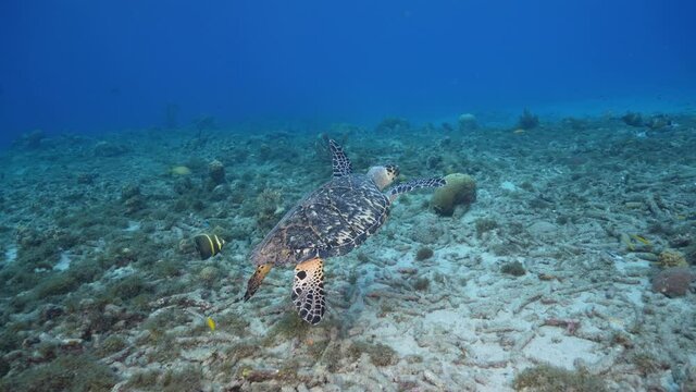 Seascape with Hawksbill Sea Turtle in the coral reef of Caribbean Sea, Curacao