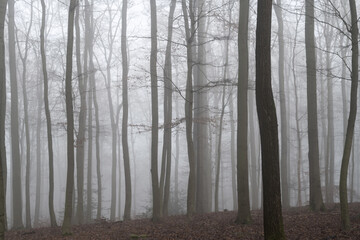 Fototapeta na wymiar Beech forest panorama with tall trees (Fagus) in Iserlohn “Stadtwald“ Sauerland Germany. Misty and foggy atmosphere on a winter day. Pastell hazy and natural colors of autumn season scenery.
