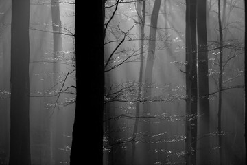 Beech forest with tall trees (Fagus) in Iserlohn “Stadtwald“ Sauerland Germany. Misty and foggy atmosphere on a winter afternoon with low sun behind the trunks, greyscale black and white contrast.