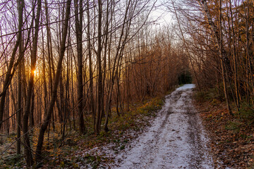 Zimowy spacer w lesie