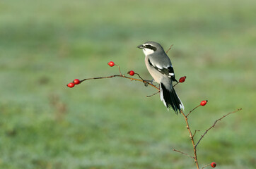 Southern gray shrike male in his hunting territory on a cold winter day with the first light of the day