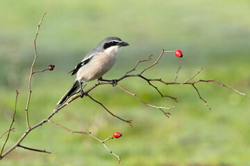 Southern gray shrike male in his hunting territory on a cold winter day with the first light of the day