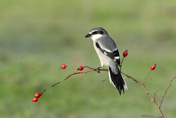 Southern gray shrike male in his hunting territory on a cold winter day with the first light of the day