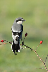 Southern gray shrike male in his hunting territory on a cold winter day with the first light of the day