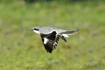Southern gray shrike male in his hunting territory on a cold winter day with the first light of the day