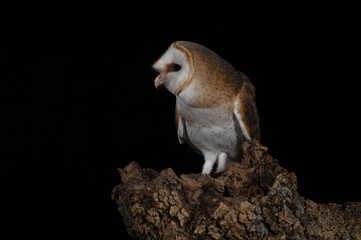 Barn owl on his favorite night hunting watchtower on a cold dark winter night