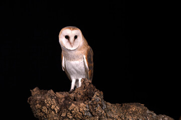Barn owl on his favorite night hunting watchtower on a cold dark winter night