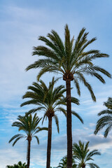 Fototapeta na wymiar palm trees with blue sky with clouds in the background.