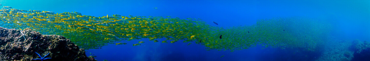 Panorama of schools of fish underwater