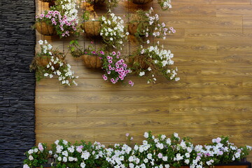flowers  petunia on wooden background